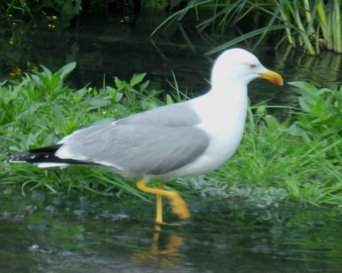 Yellow-legged Gull - ML618772527