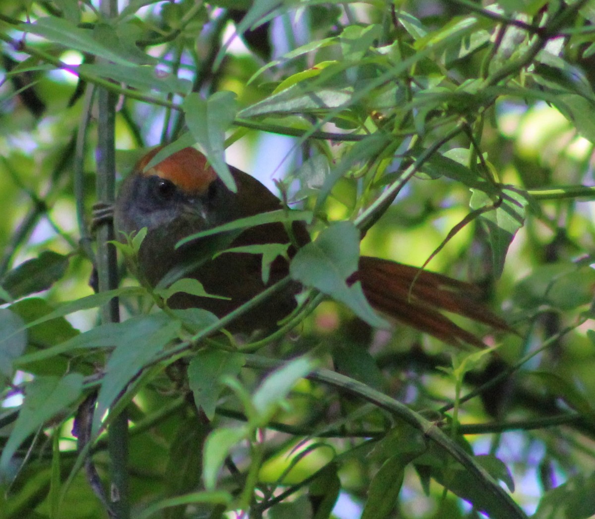 Rufous-capped Spinetail - ML618772537