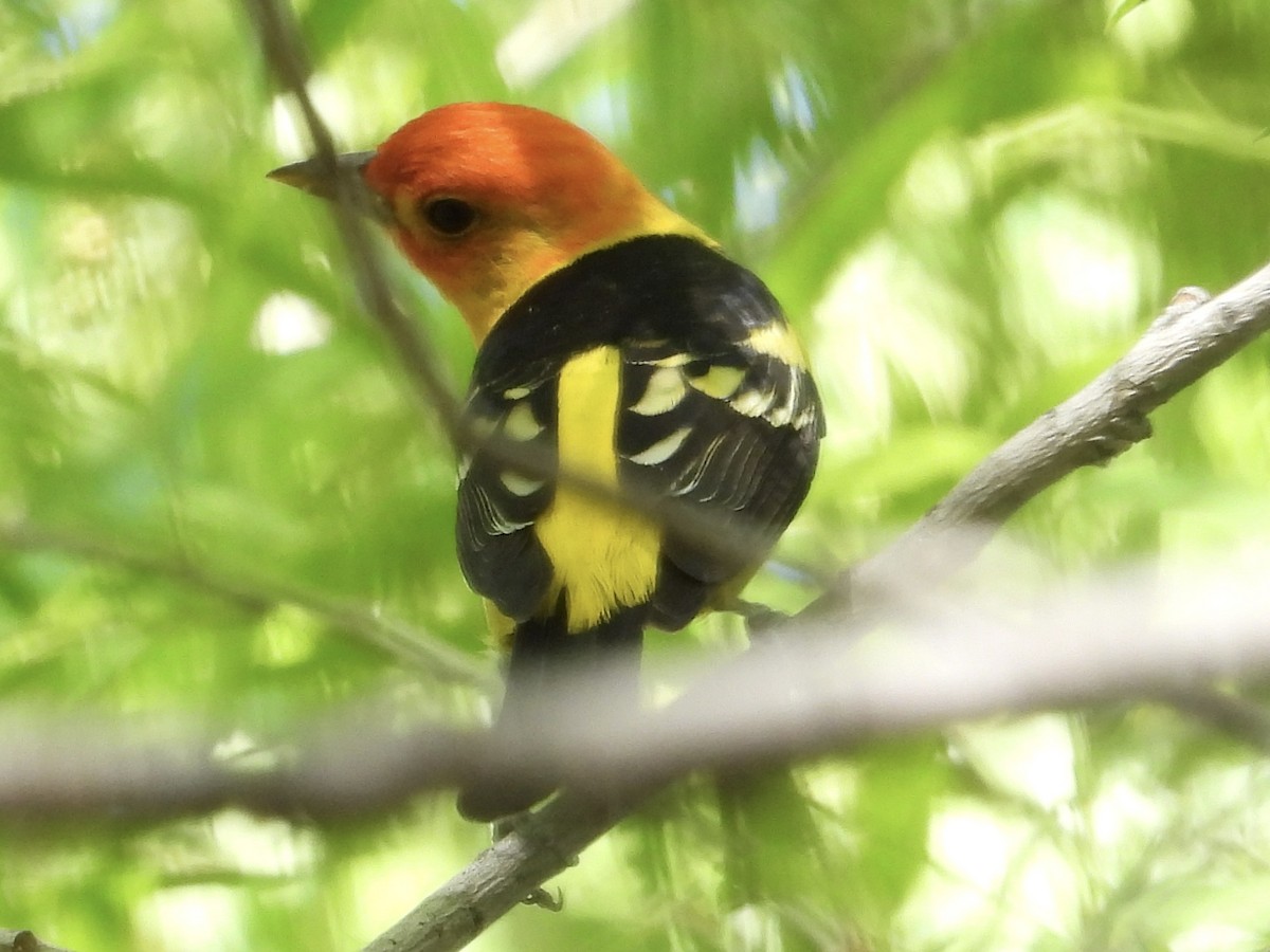 Western Tanager - ML618772538