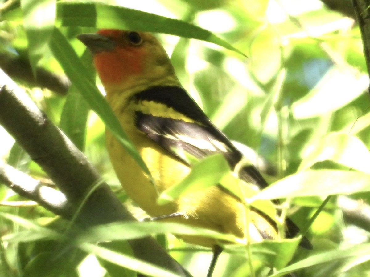 Western Tanager - ML618772539