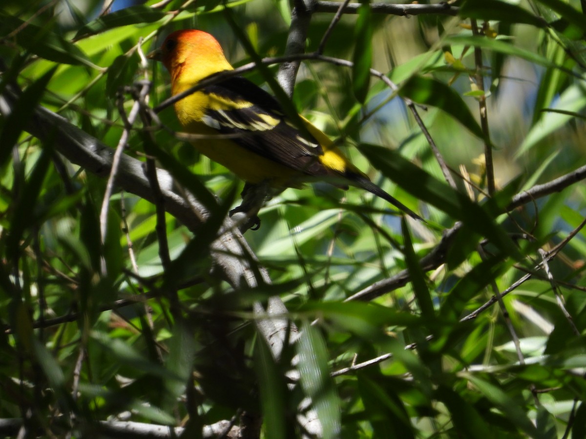 Western Tanager - ML618772540