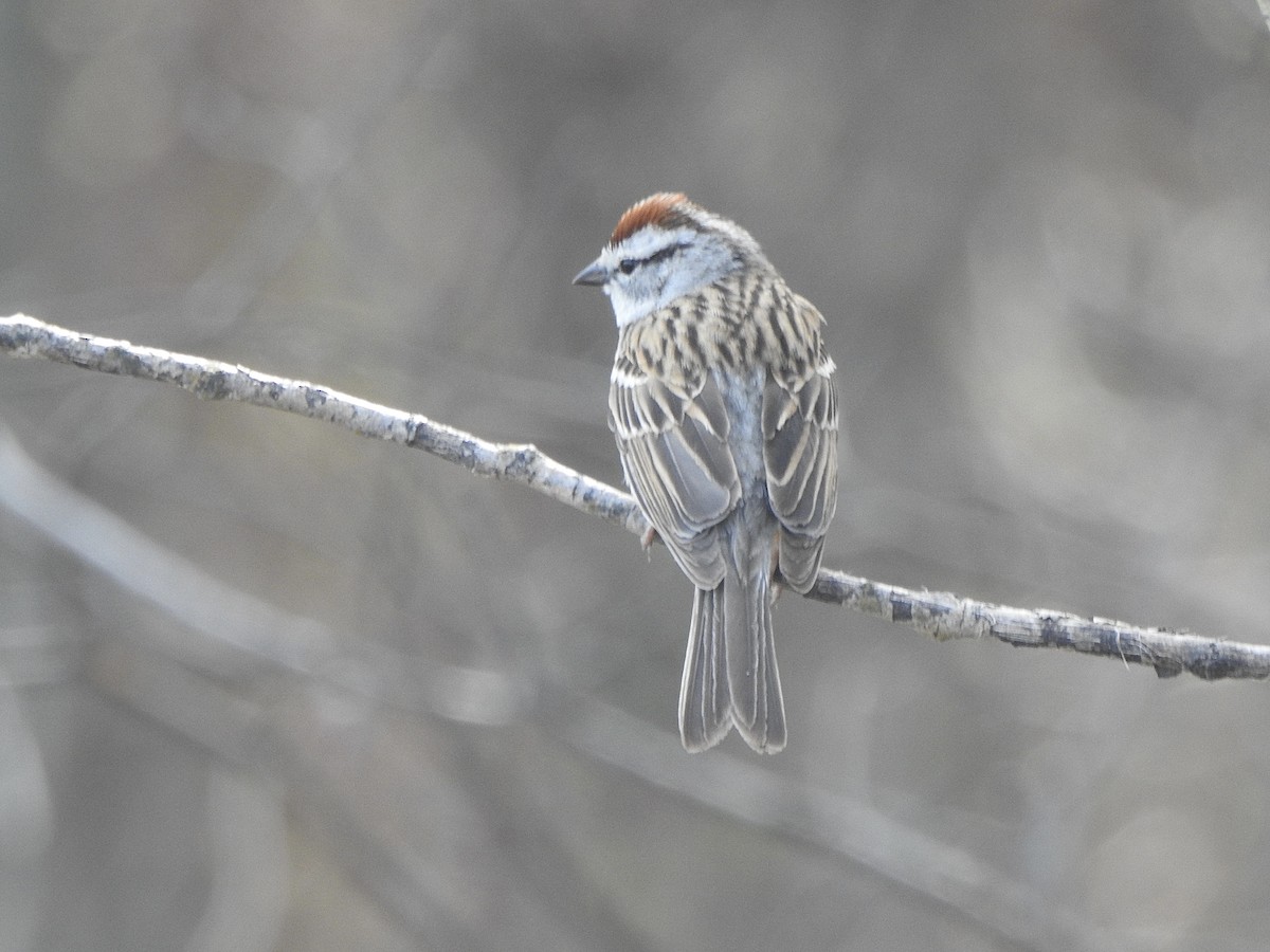 Chipping Sparrow - ML618772541
