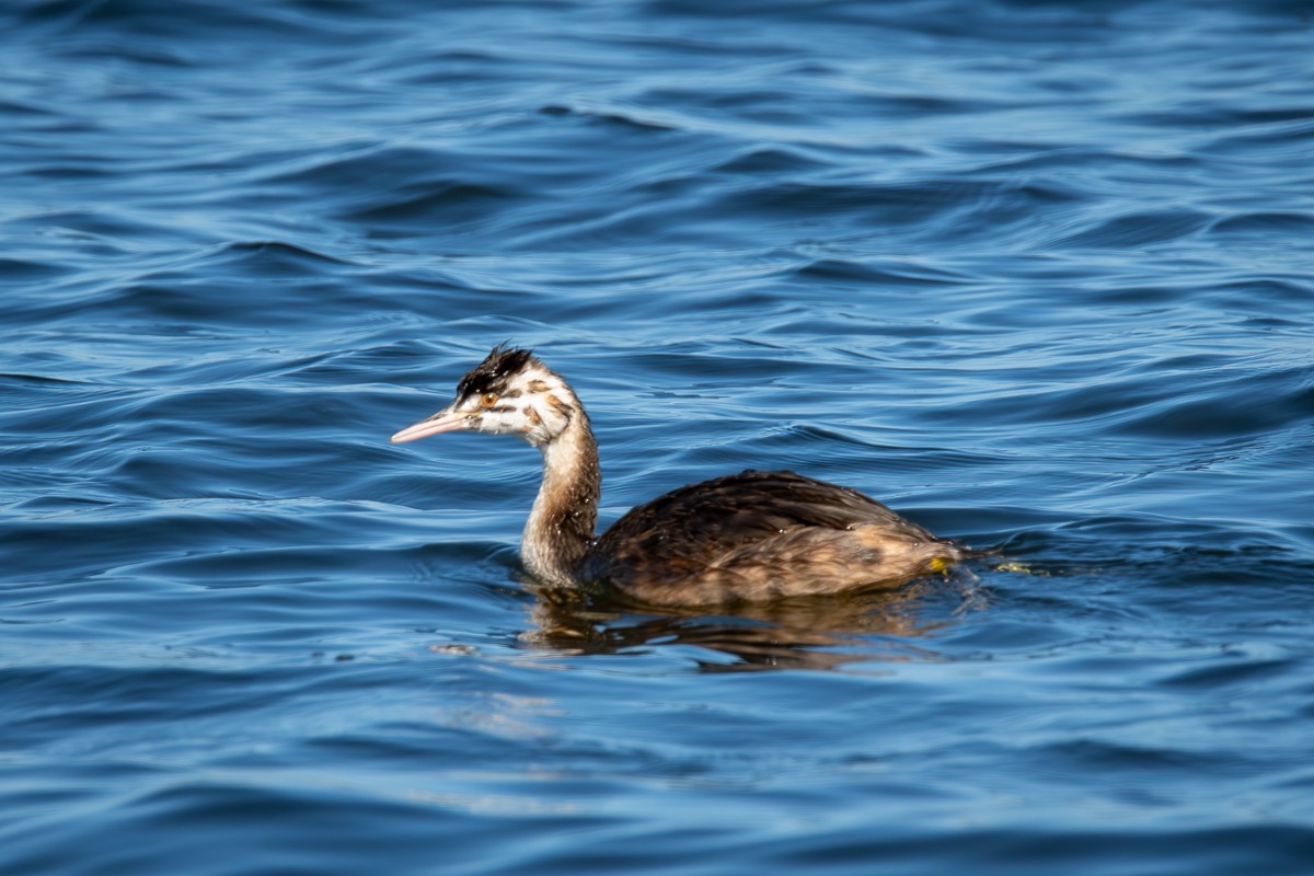 Great Crested Grebe - ML618772552