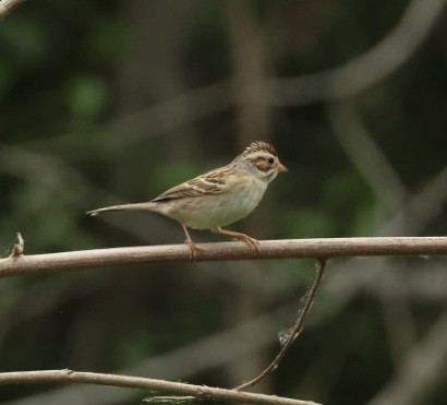 Clay-colored Sparrow - ML618772553
