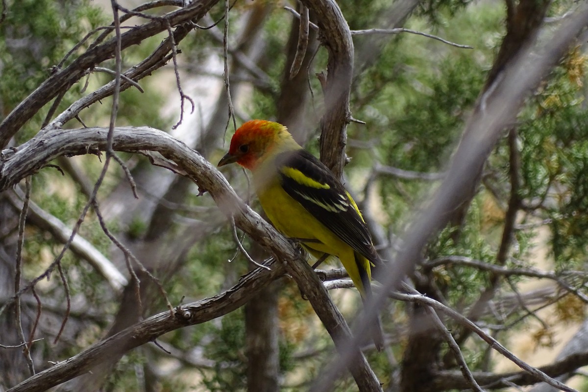 Western Tanager - ML618772557