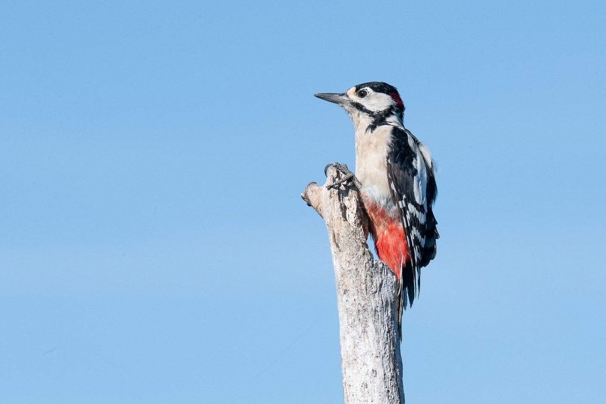 Great Spotted Woodpecker - ML618772573