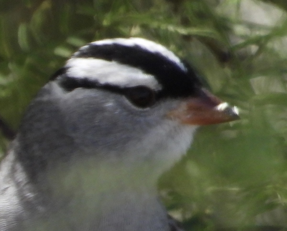 White-crowned Sparrow (Dark-lored) - ML618772576