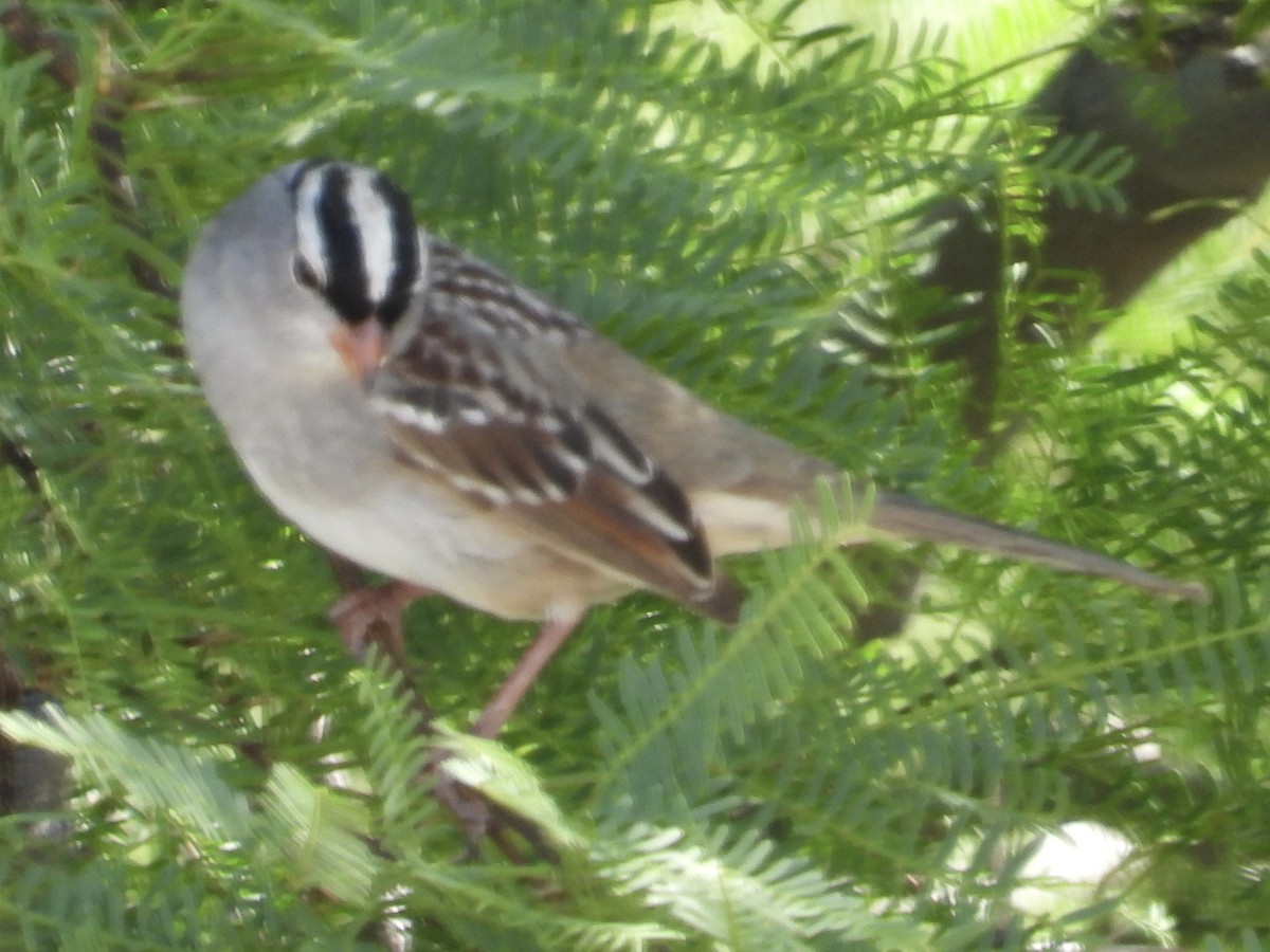 White-crowned Sparrow (Dark-lored) - ML618772577