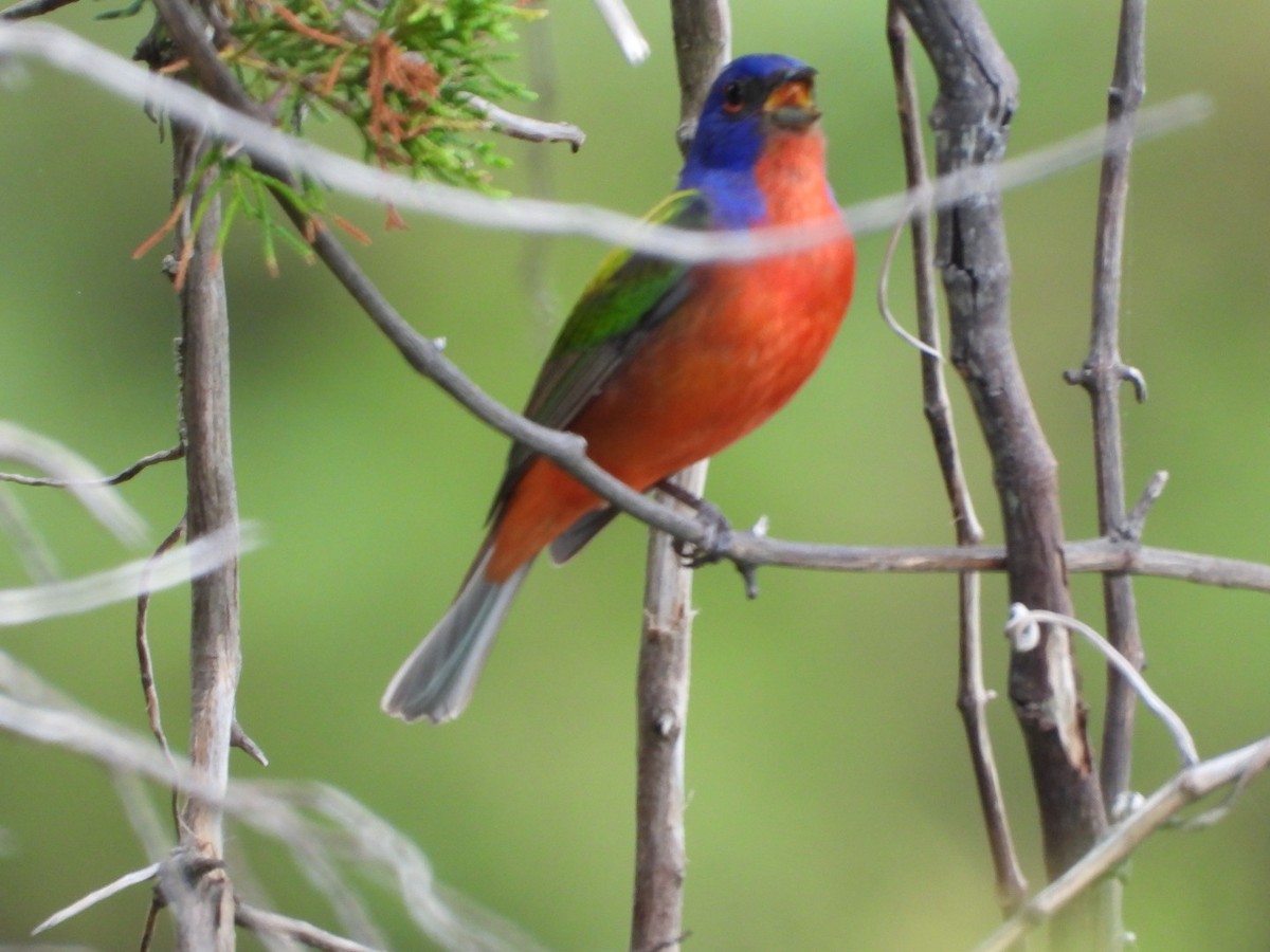 Painted Bunting - ML618772581