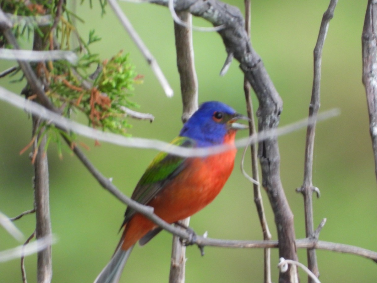 Painted Bunting - ML618772588