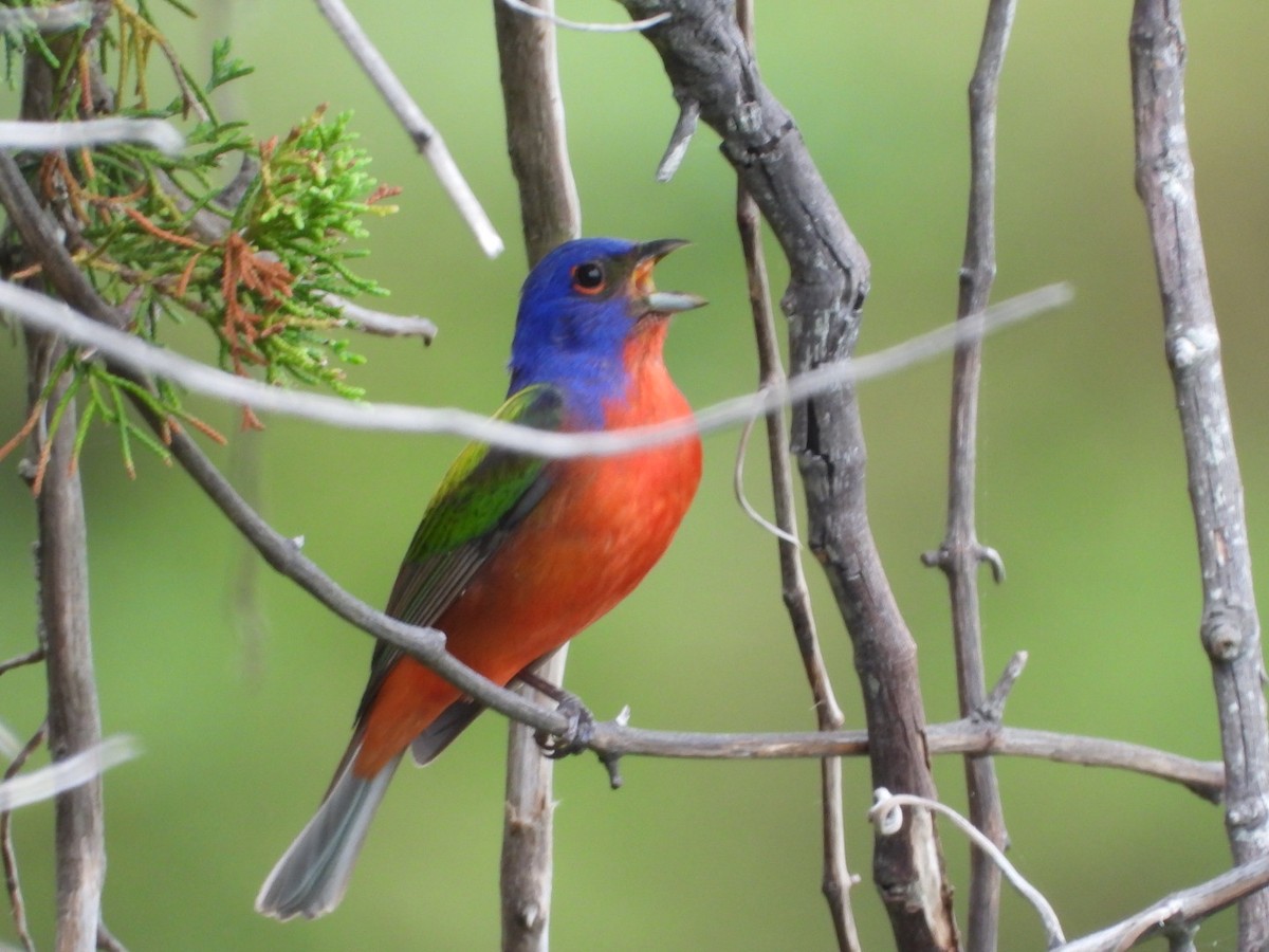 Painted Bunting - ML618772591