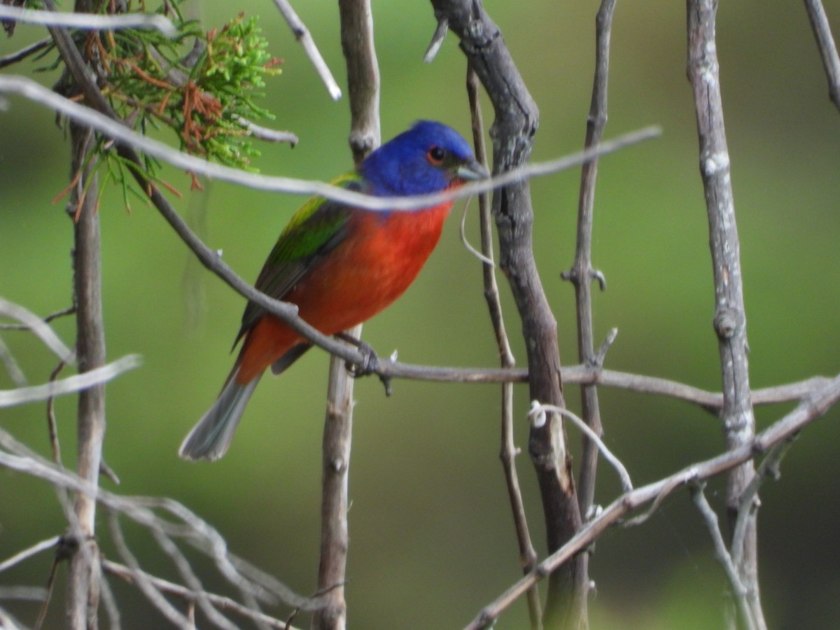 Painted Bunting - ML618772593
