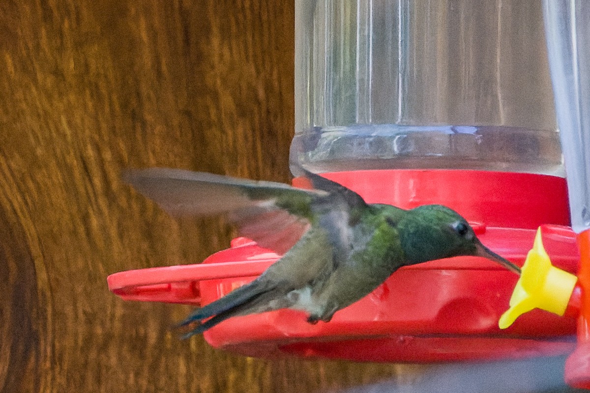 Berylline Hummingbird - ML618772604