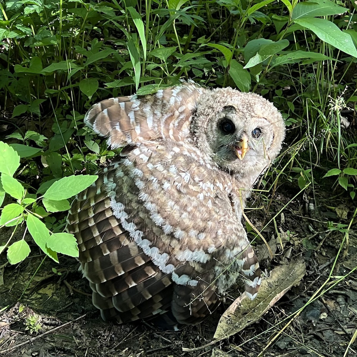 Barred Owl - ML618772644