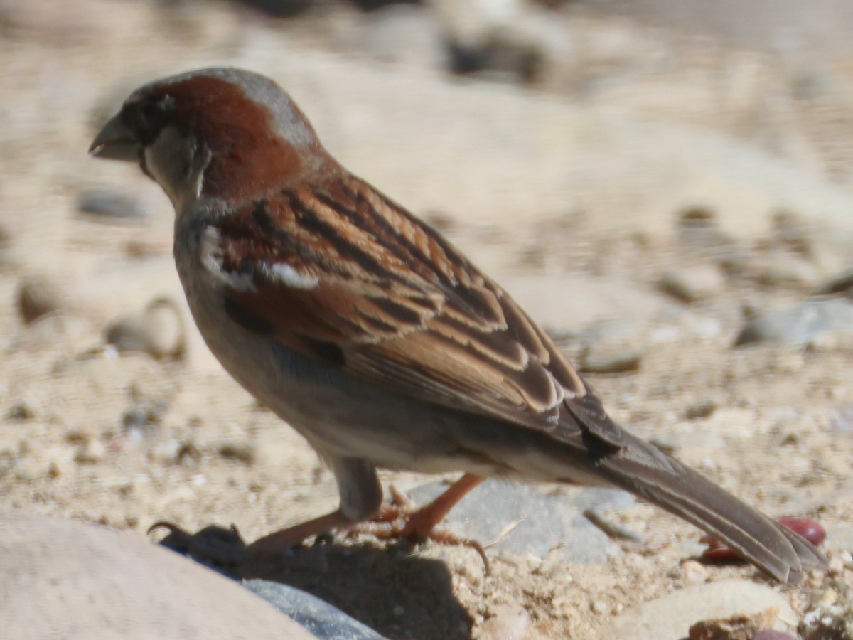 Rufous-crowned Sparrow - ML618772720