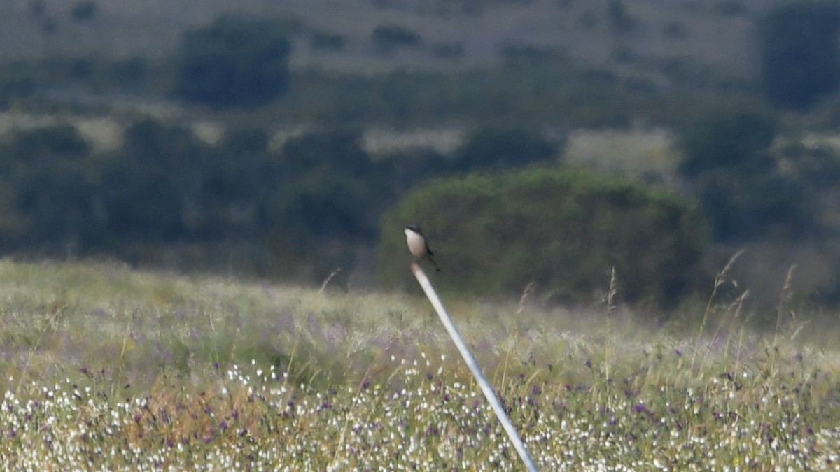 Iberian Gray Shrike - Carl Winstead