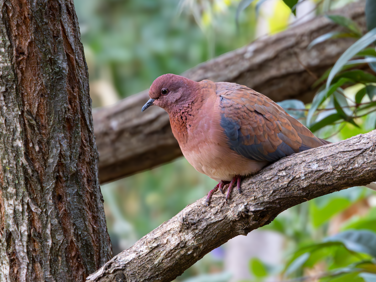 Laughing Dove - ML618772857