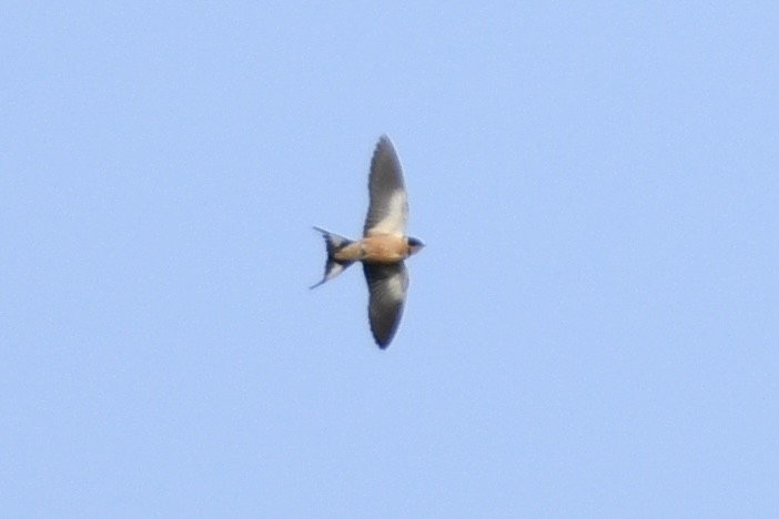 Rufous-chested Swallow - ML618772858