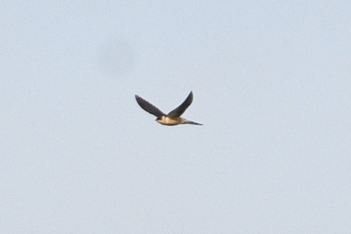 Rufous-chested Swallow - ML618772873