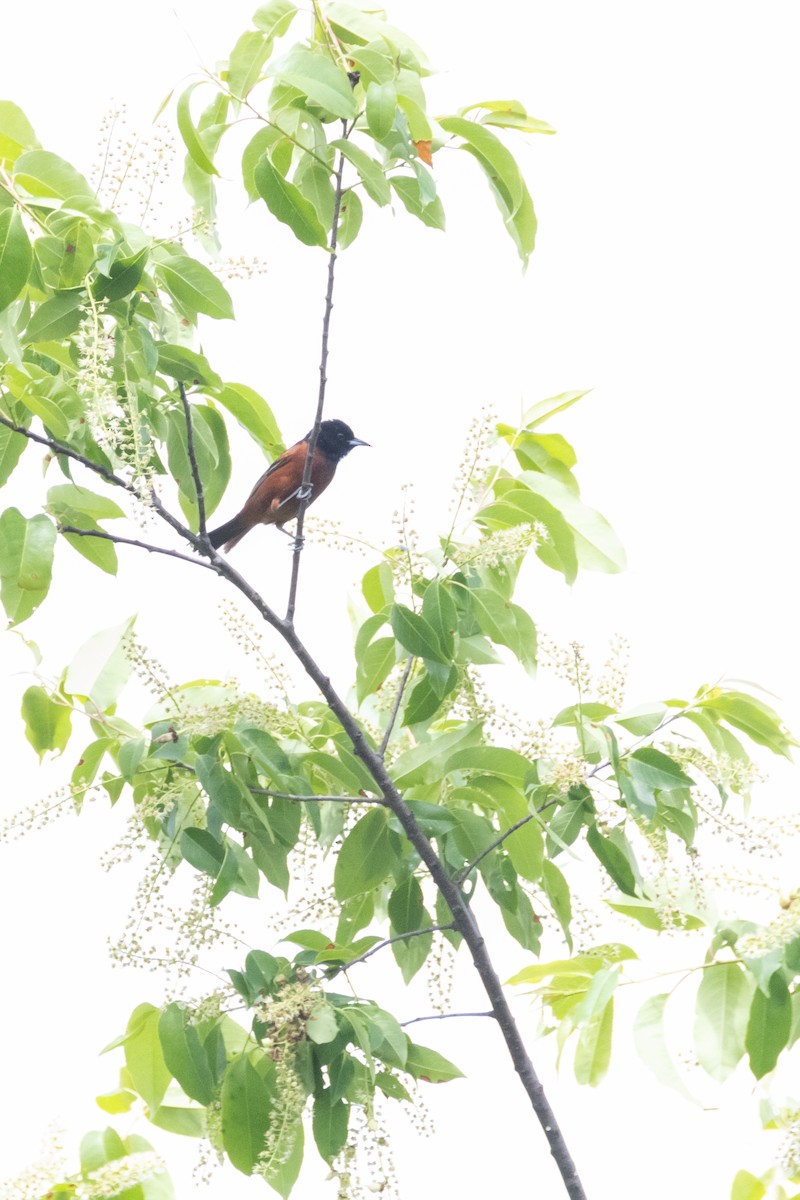 Orchard Oriole - ML618772877