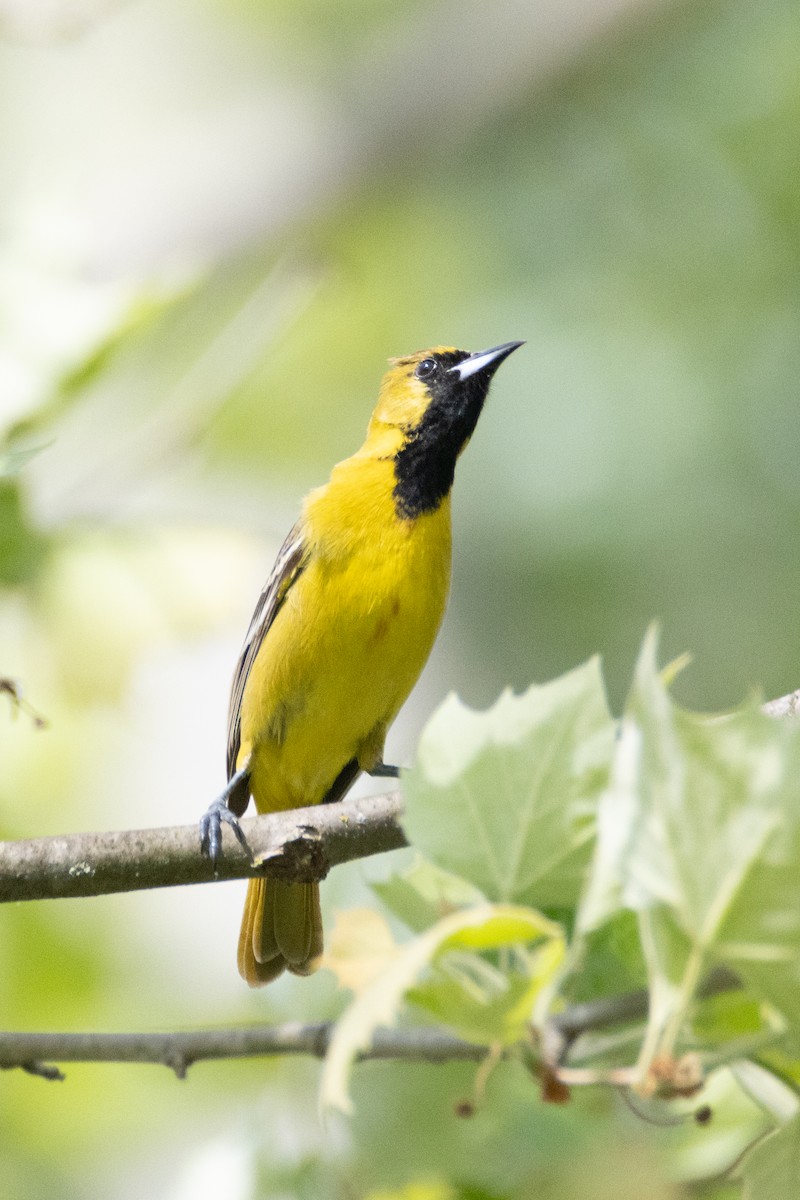 Orchard Oriole - ML618772879