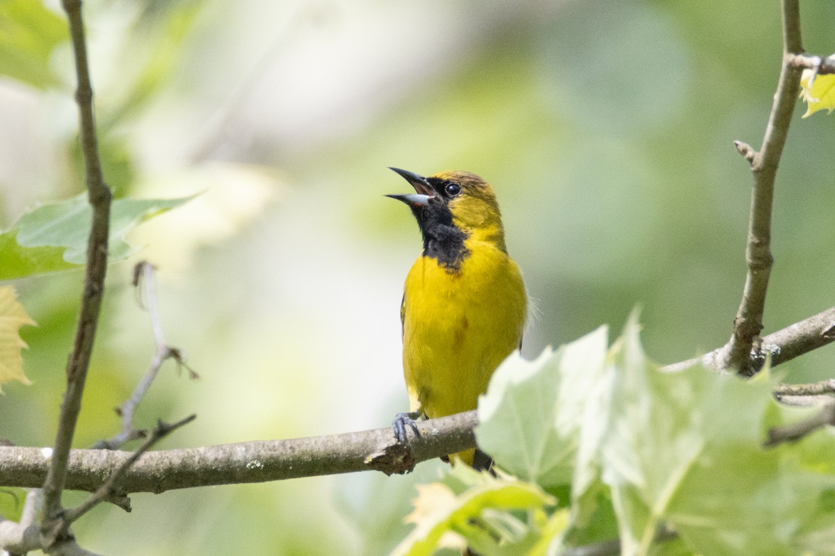 Orchard Oriole - ML618772880