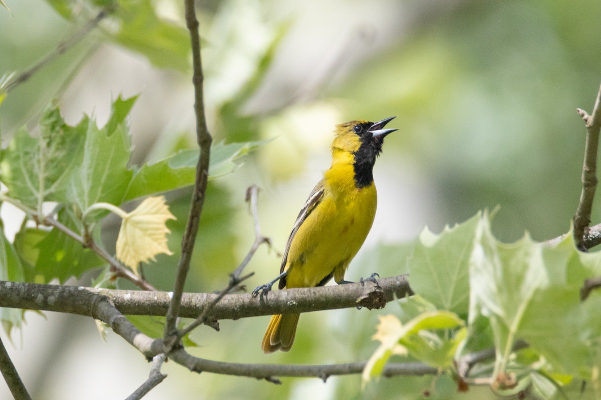 Orchard Oriole - ML618772881