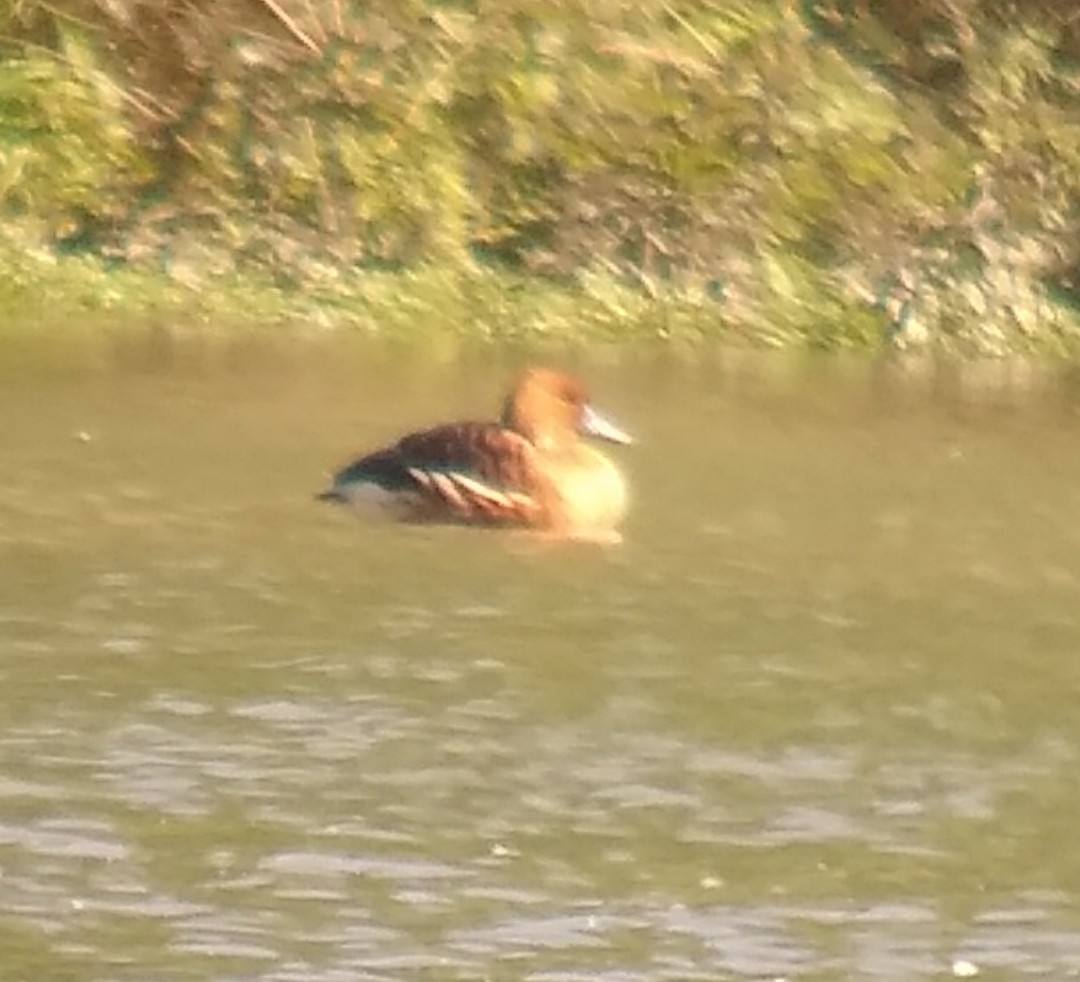 Fulvous Whistling-Duck - JB Gilet