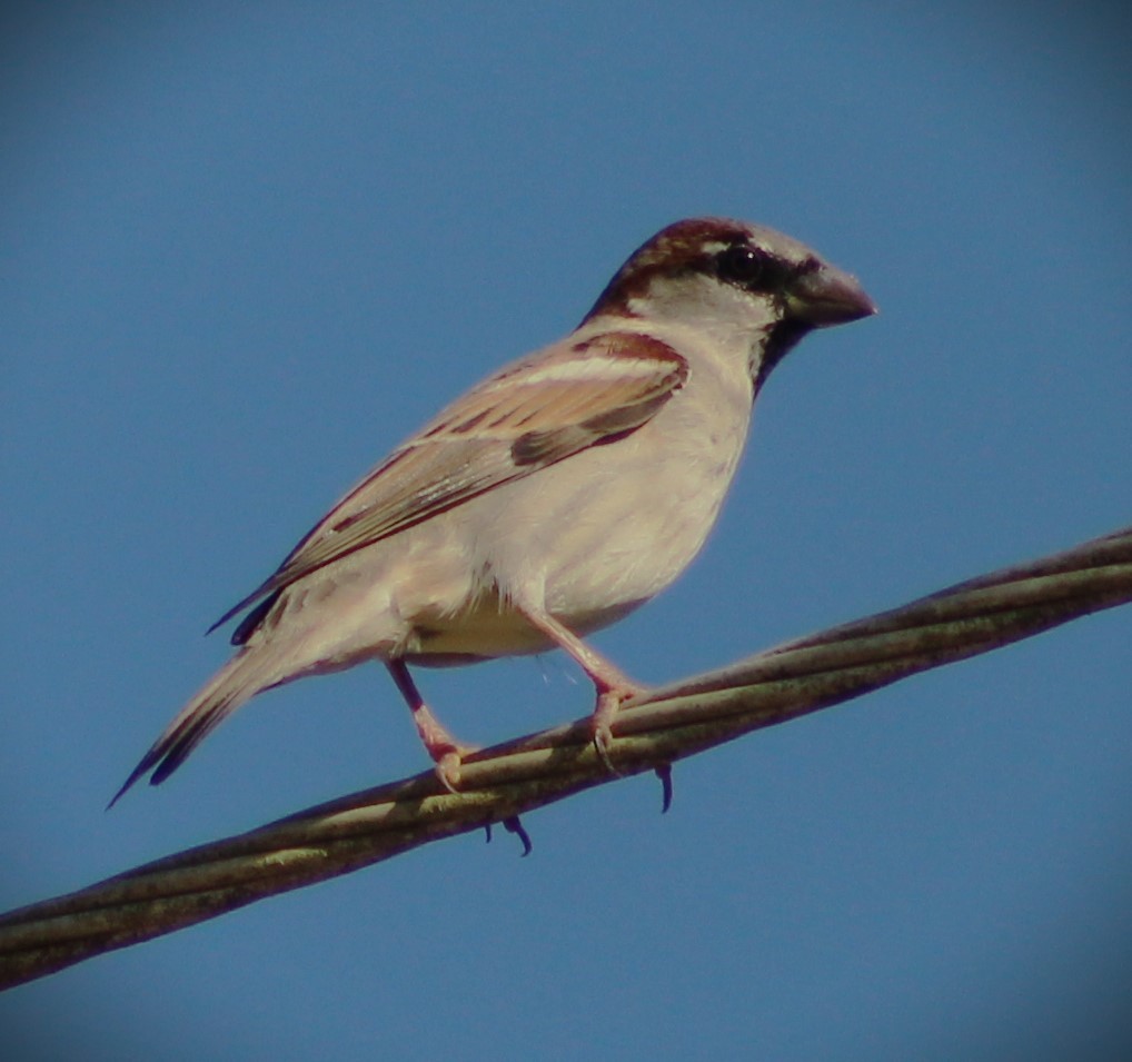 House Sparrow - Pedro Behne