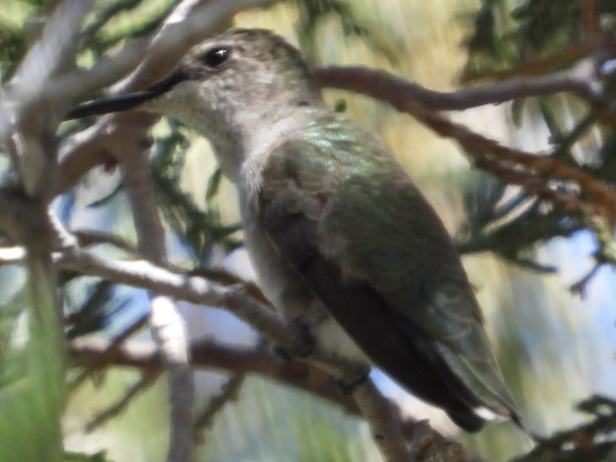 Black-chinned Hummingbird - ML618772981