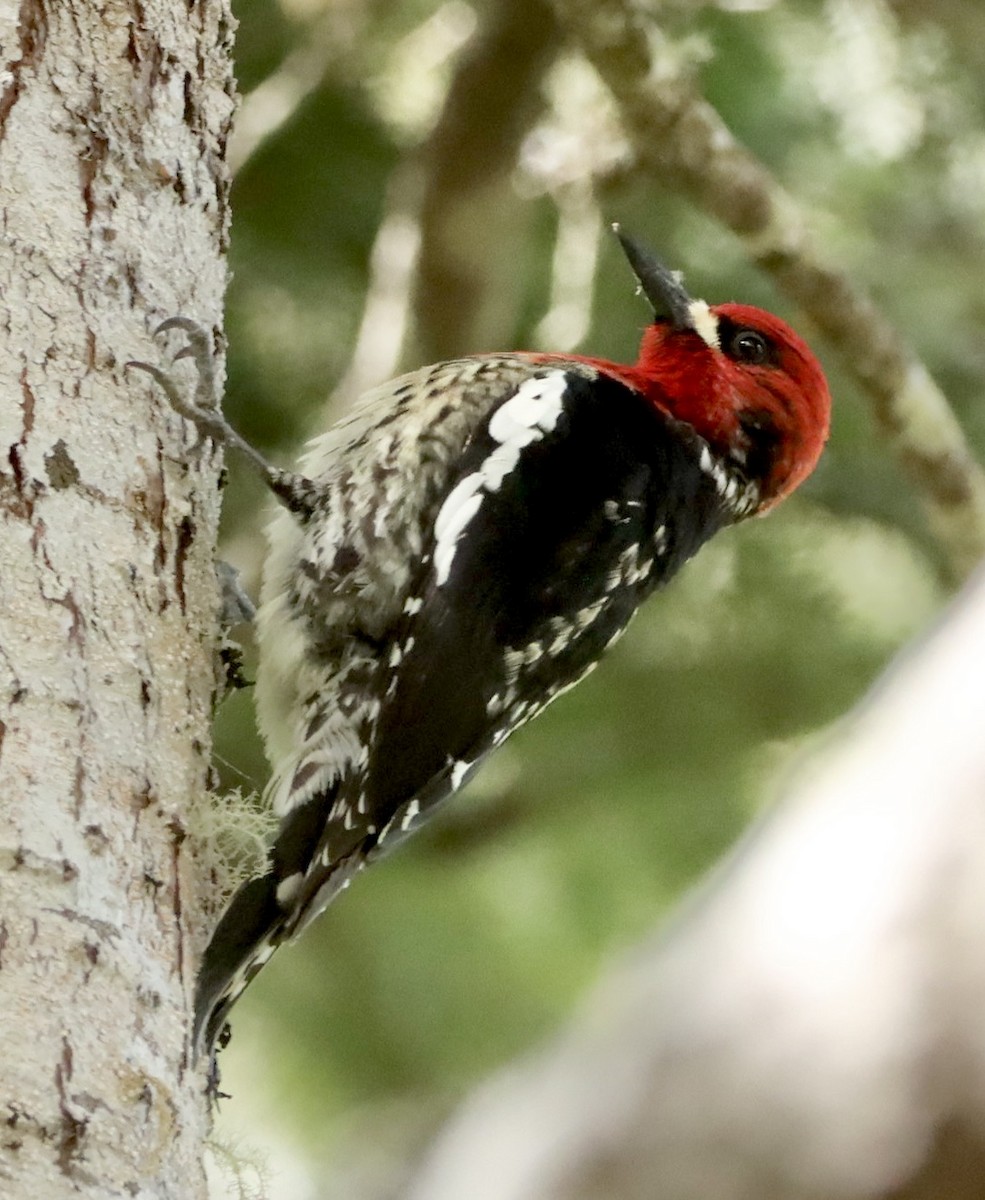 Red-breasted Sapsucker - ML618773007