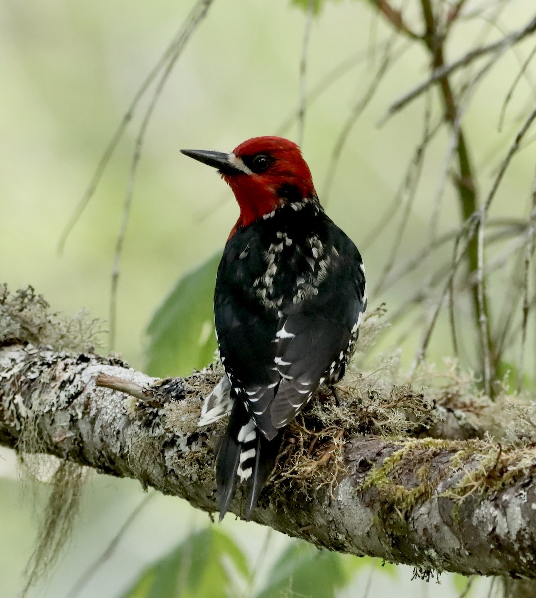 Red-breasted Sapsucker - Lani Hyde