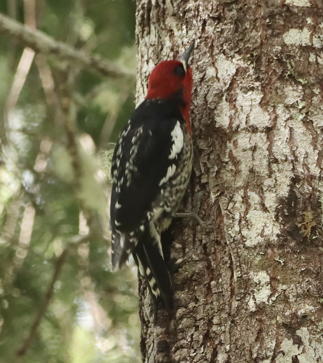 Red-breasted Sapsucker - ML618773010