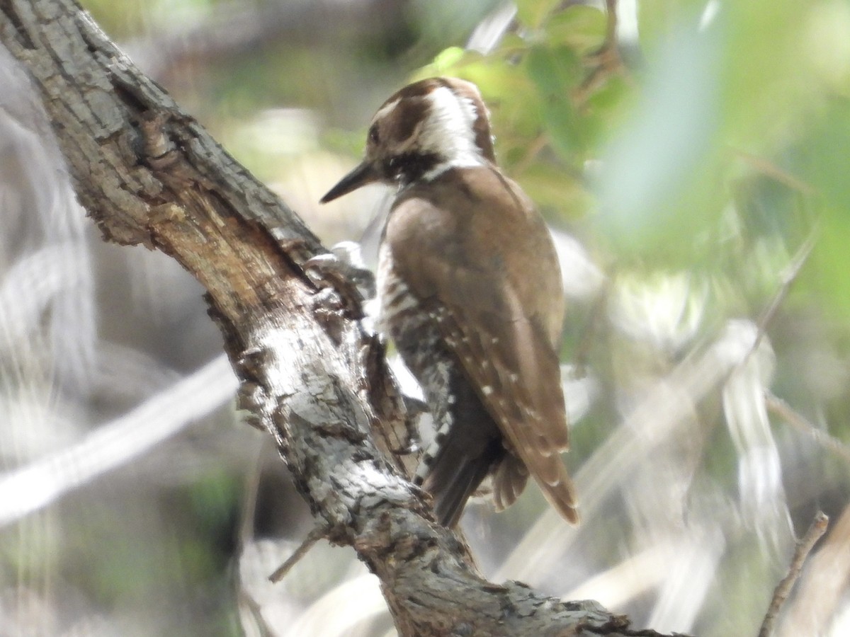 Arizona Woodpecker - ML618773045