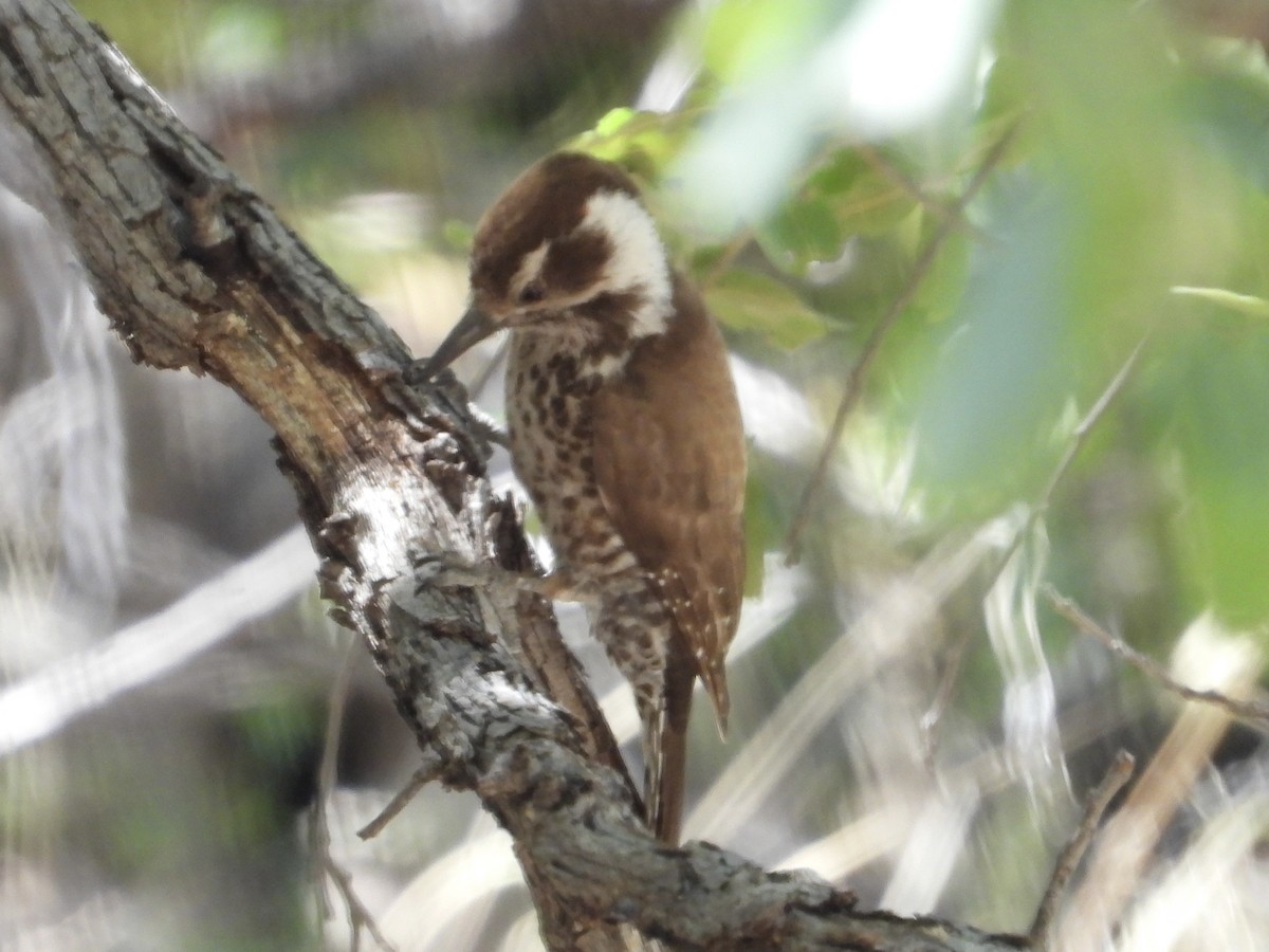 Arizona Woodpecker - ML618773046
