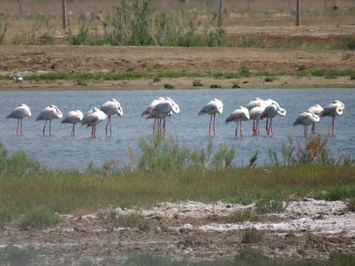Greater Flamingo - ML618773063