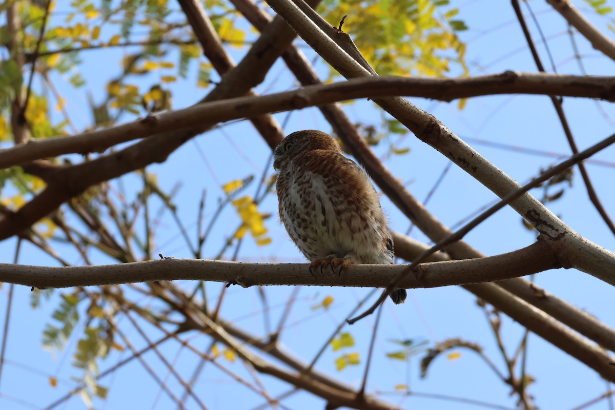 Cuban Pygmy-Owl - ML618773079