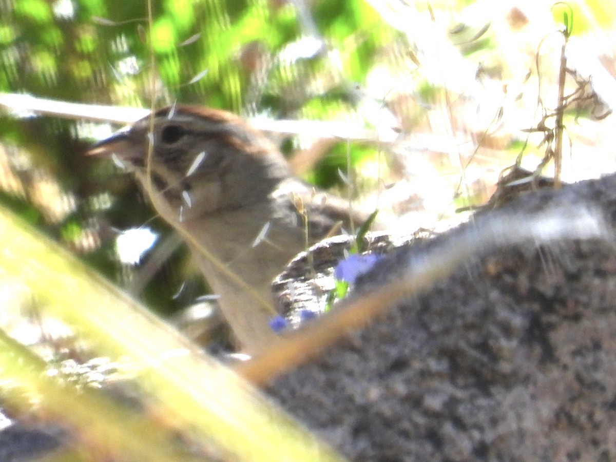 Rufous-crowned Sparrow - John Amoroso