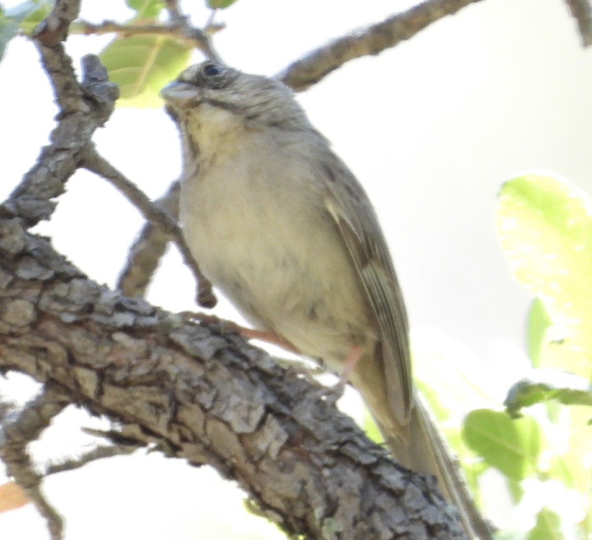 Rufous-crowned Sparrow - John Amoroso
