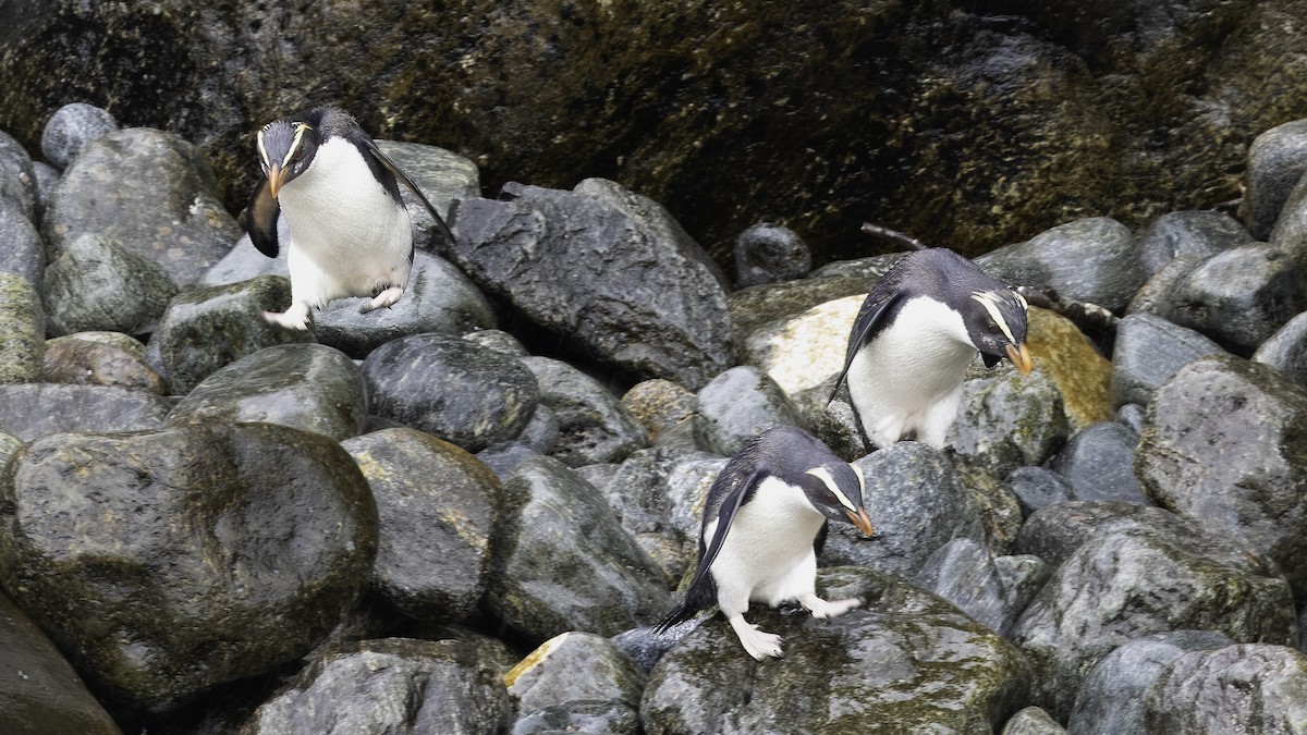 Fiordland Penguin - ML618773115