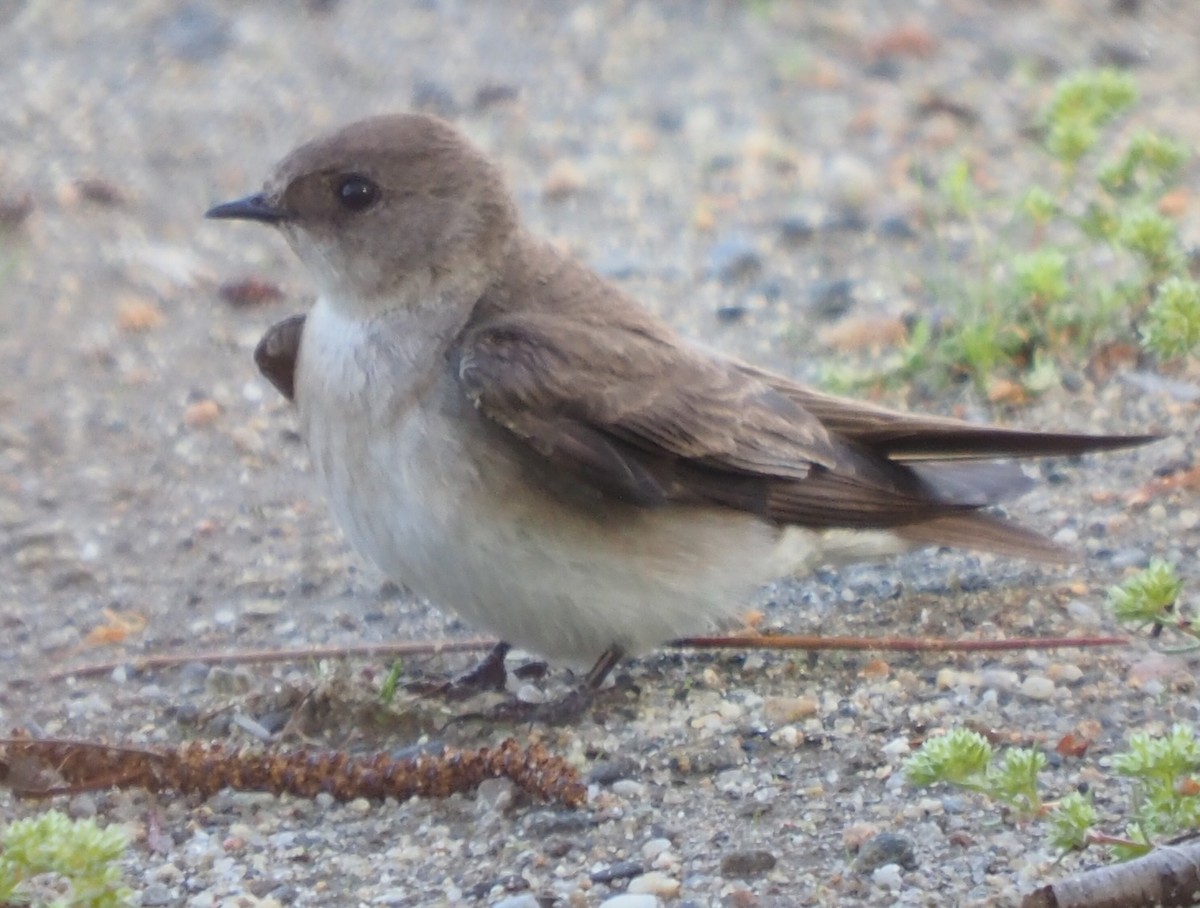 Northern Rough-winged Swallow - ML618773124