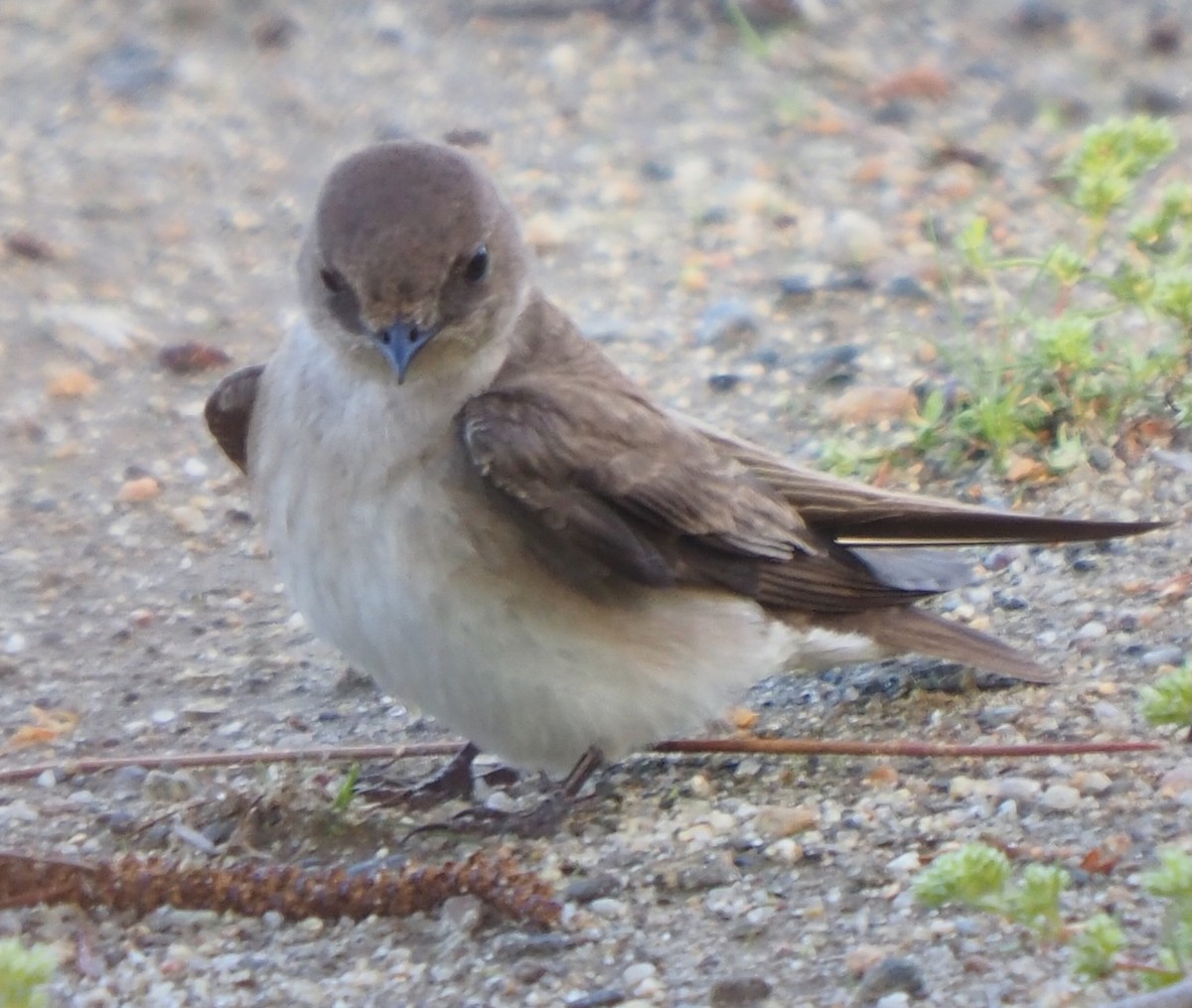 Northern Rough-winged Swallow - ML618773129
