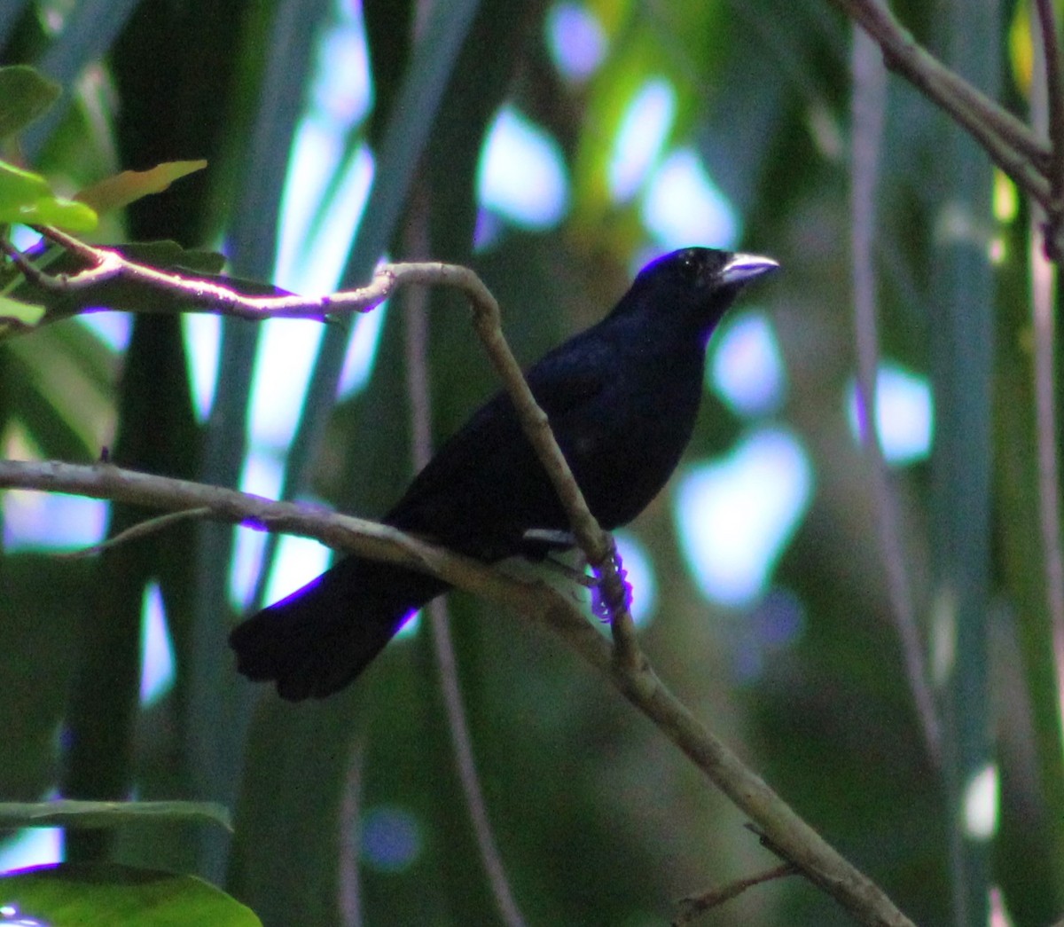 Ruby-crowned Tanager - ML618773144
