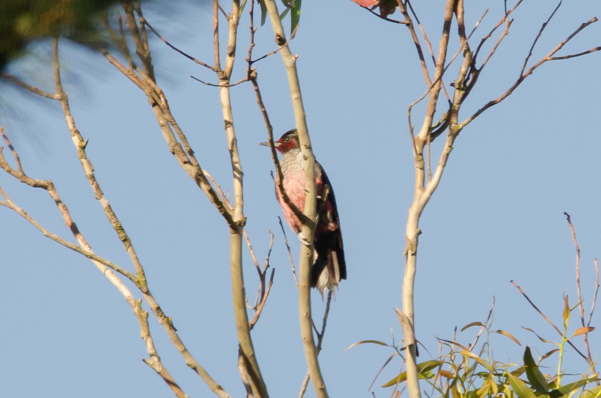 Lewis's Woodpecker - ML618773159