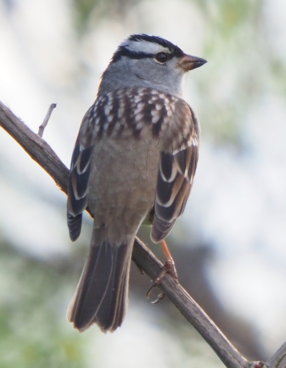 White-crowned Sparrow - ML618773174