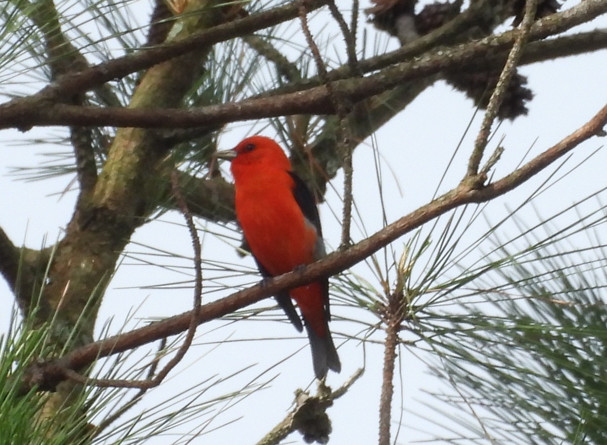 Scarlet Tanager - ML618773228
