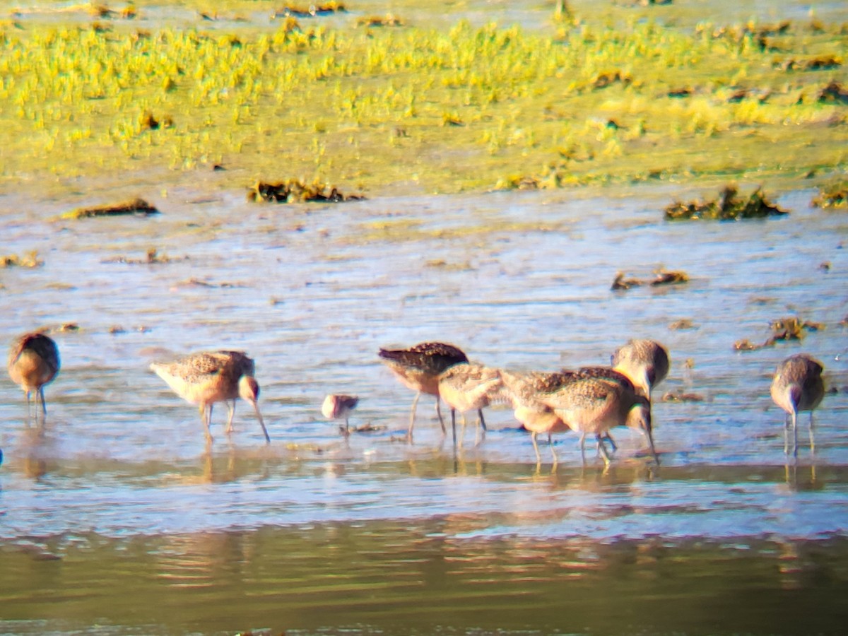 Long-billed Dowitcher - ML618773248
