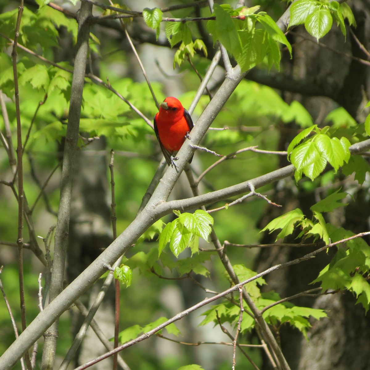 Scarlet Tanager - ML618773261