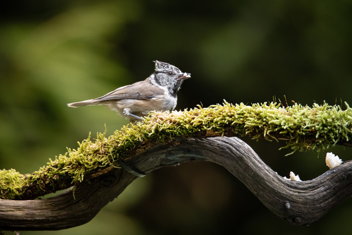 Crested Tit - ML618773274