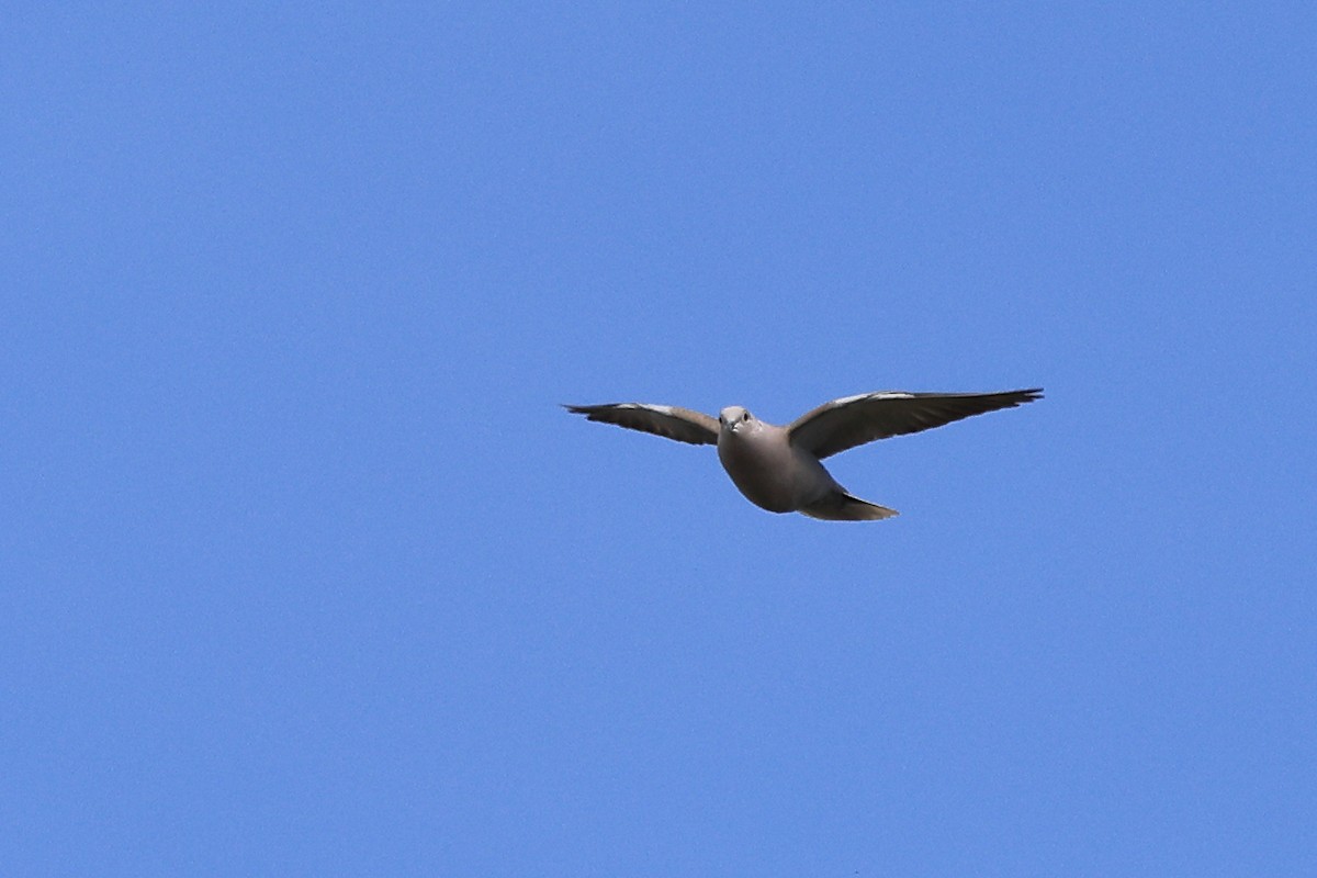 Eurasian Collared-Dove - ML618773280